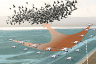 Bird Deterrent Swarm Drone